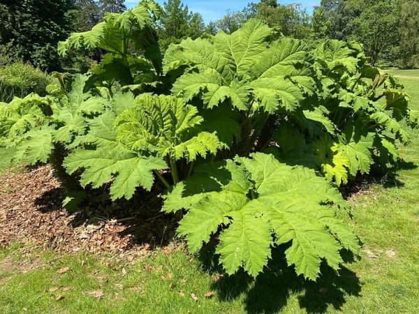 Giant Rhubarb Seeds (30 盒) - Gunnera tinctoria Garden Plant