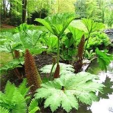 Gunnera Manicata Tree Seeds - 10 盒
