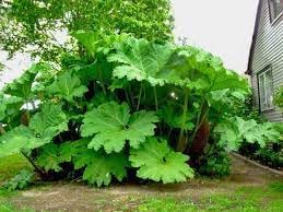 Gunnera Plant Seeds - 100 盒, Fresh & 品質