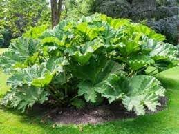 Gunnera Plant Seeds - 100 盒, Fresh & 品質