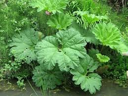 50pcs Gunnera Plant Seeds - Fresh and Ready for Garden