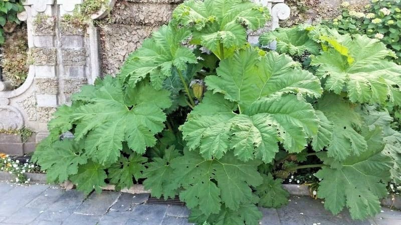 50pcs Gunnera Plant Seeds - Fresh and Ready for Garden