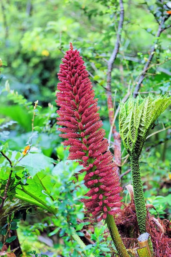 Gunnera Tinctoria Rhubarb Seeds for Planting (30 Seeds)