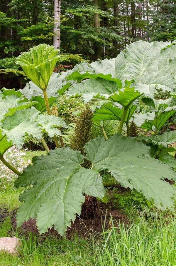 Gunnera Tinctoria Rhubarb Seeds for Planting (30 Seeds)