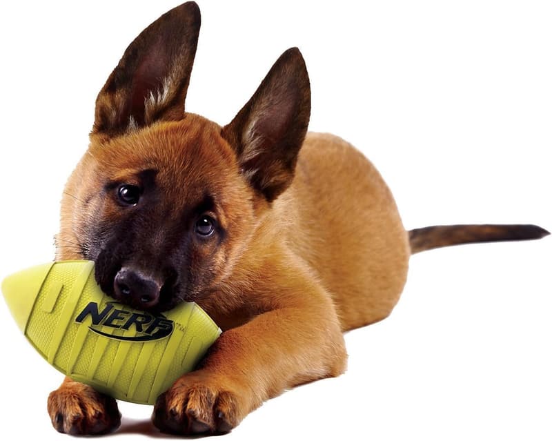 Nerf Dog 7