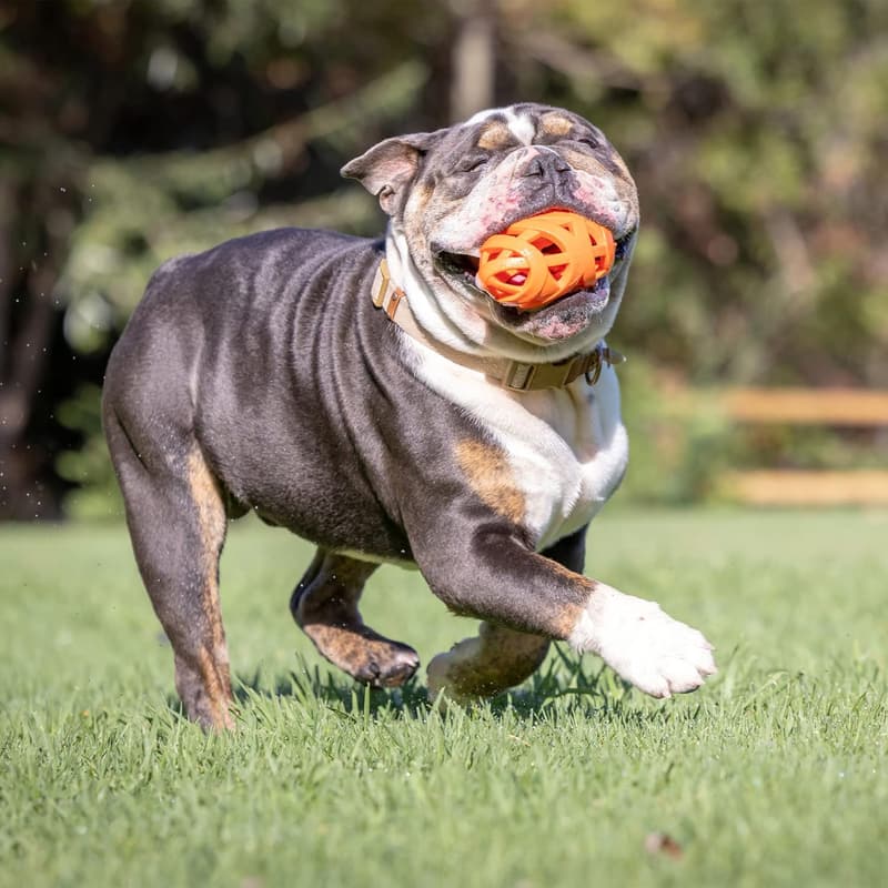 Chuckit! Air Fetch Football Dog Toy - Orange Color