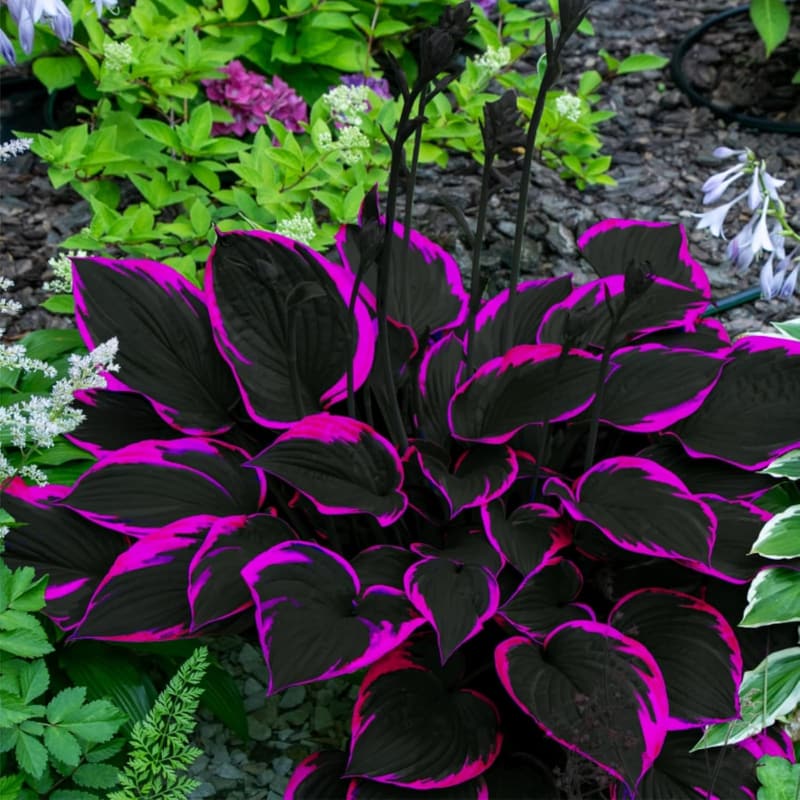 200pcs Black Red Hosta Seeds - Easy Grow Flower Seeds