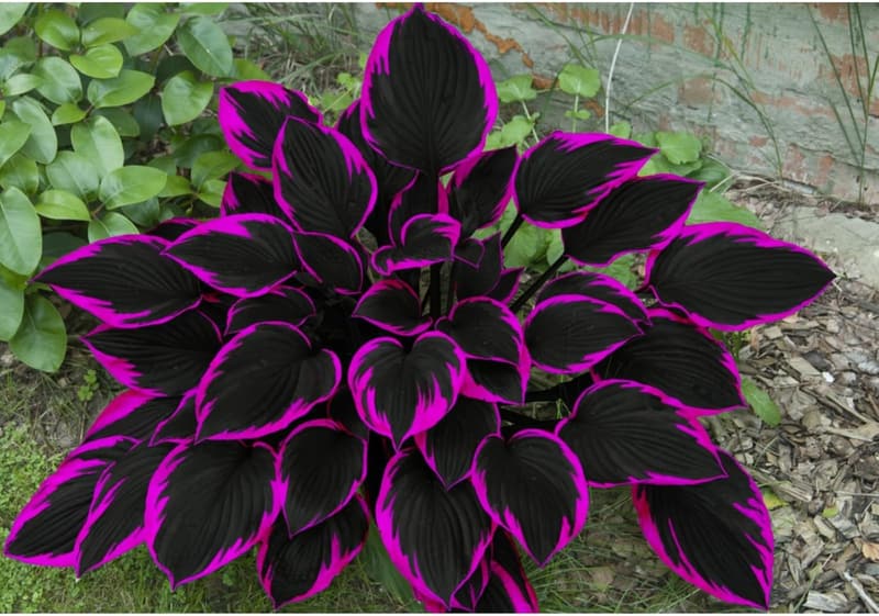200pcs Black Red Hosta Seeds - Easy Grow Flower Seeds