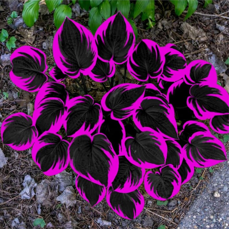 200pcs Black Red Hosta Seeds - Easy Grow Flower Seeds