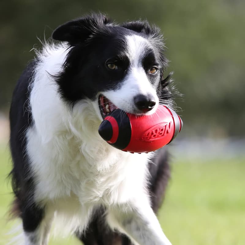 Nerf Dog Interactive Squeaker Football Toy for Medium/Large Dogs