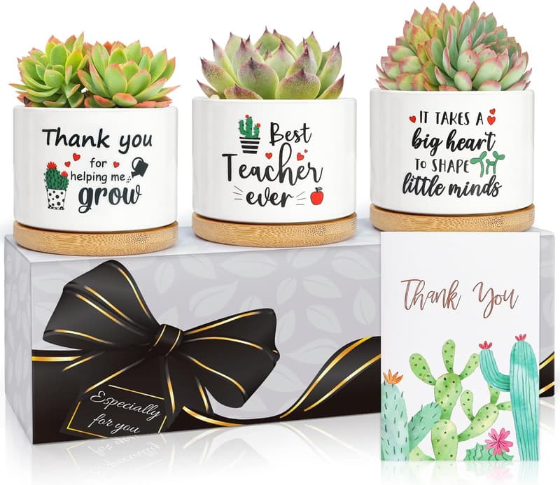 Teacher Appreciation Succulent Plant Pot Gift (Bulk)