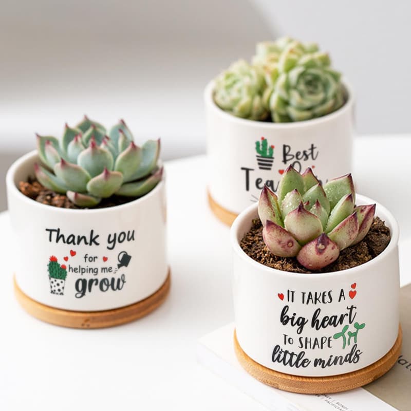 Teacher Appreciation Succulent Plant Pot Gift (Bulk)