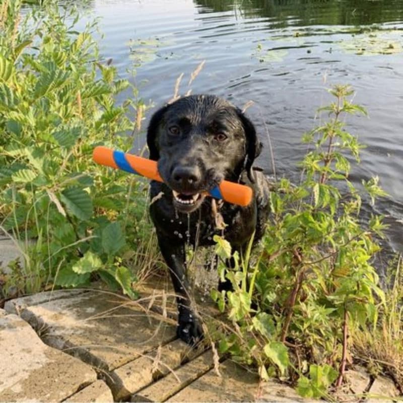 Durable Rubber Fetch Stick for Medium Dogs