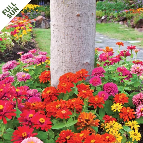 Rainbow Dwarf Zinnia Seed Mat for Easy Flower Gardening