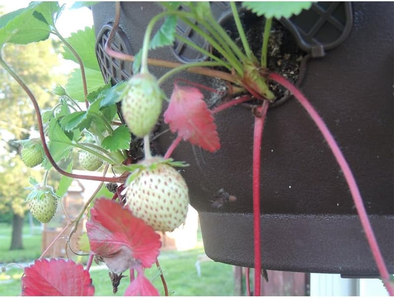 Outdoor Hanging Baskets - 2-Pack Planters for Plants, Mocha