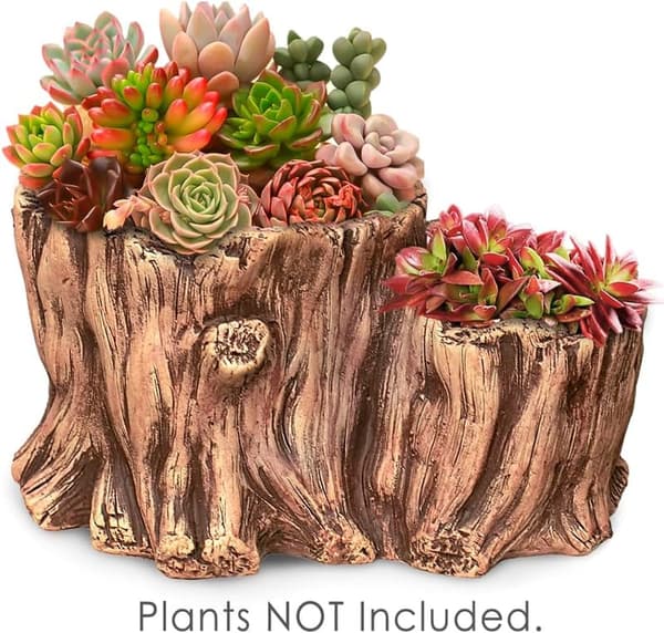 Driftwood Succulent Planter - 9.5