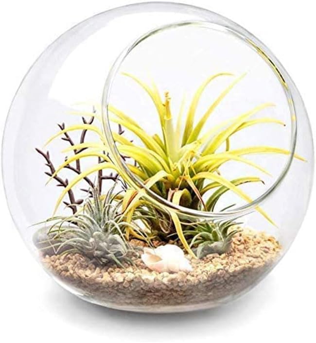 Terrarium Glass Planter for Succulents and Air Plants
