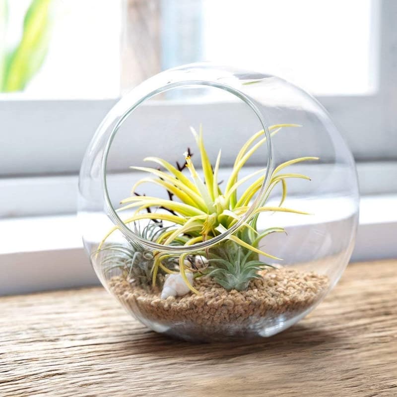 Terrarium Glass Planter for Succulents and Air Plants