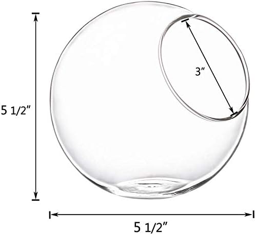Terrarium Glass Planter for Succulents and Air Plants