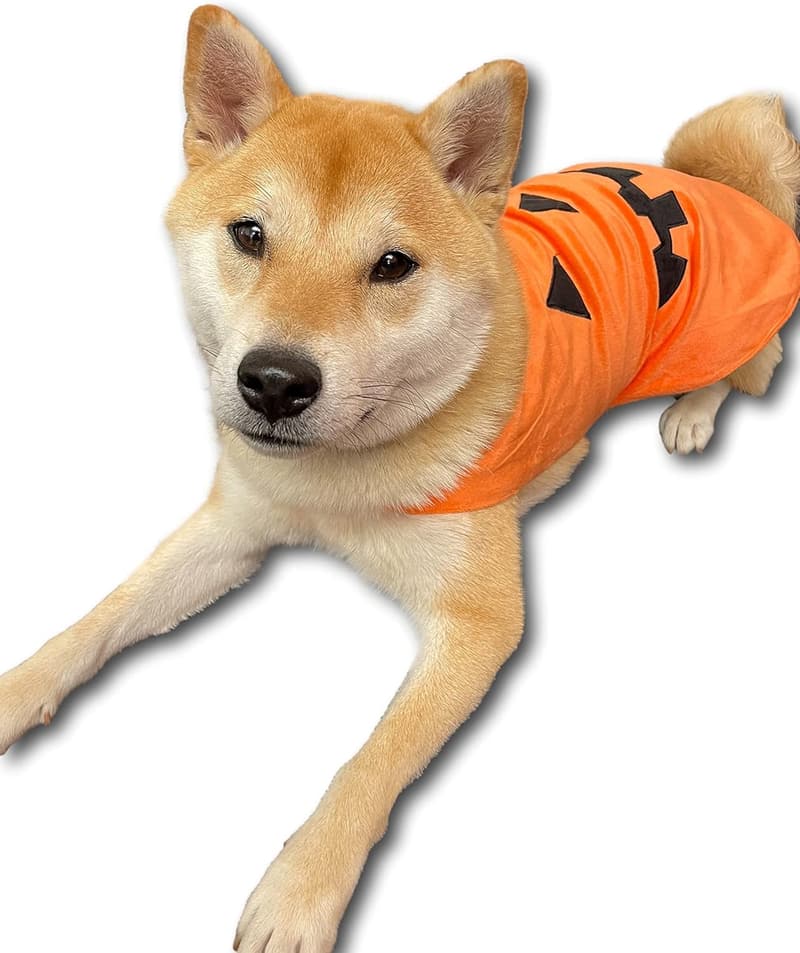 Halloween Pumpkin Dog Costume - Comfy for Medium to X-Large Pets