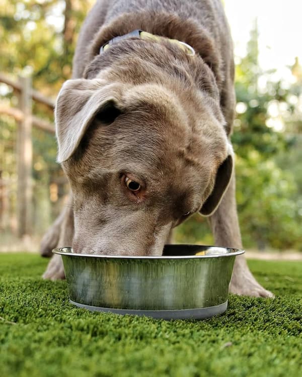 No-Slip 2.5 lb Stainless Steel Weighted Dog Bowl