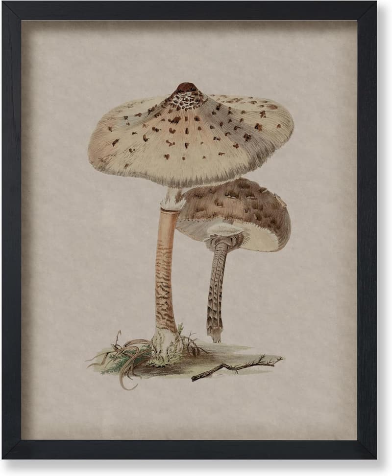 Vintage Mushroom Poster - Retro Botanical Art - 8x10 Unframed Decor