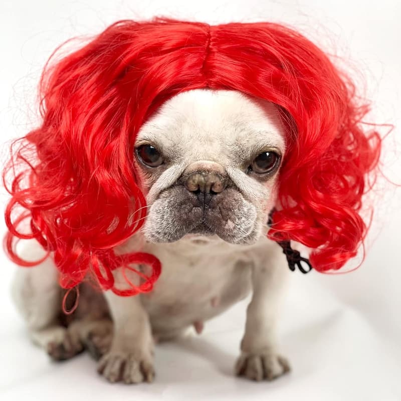 Halloween Pet Cosplay Wig for Dogs and Cats - Wine Red