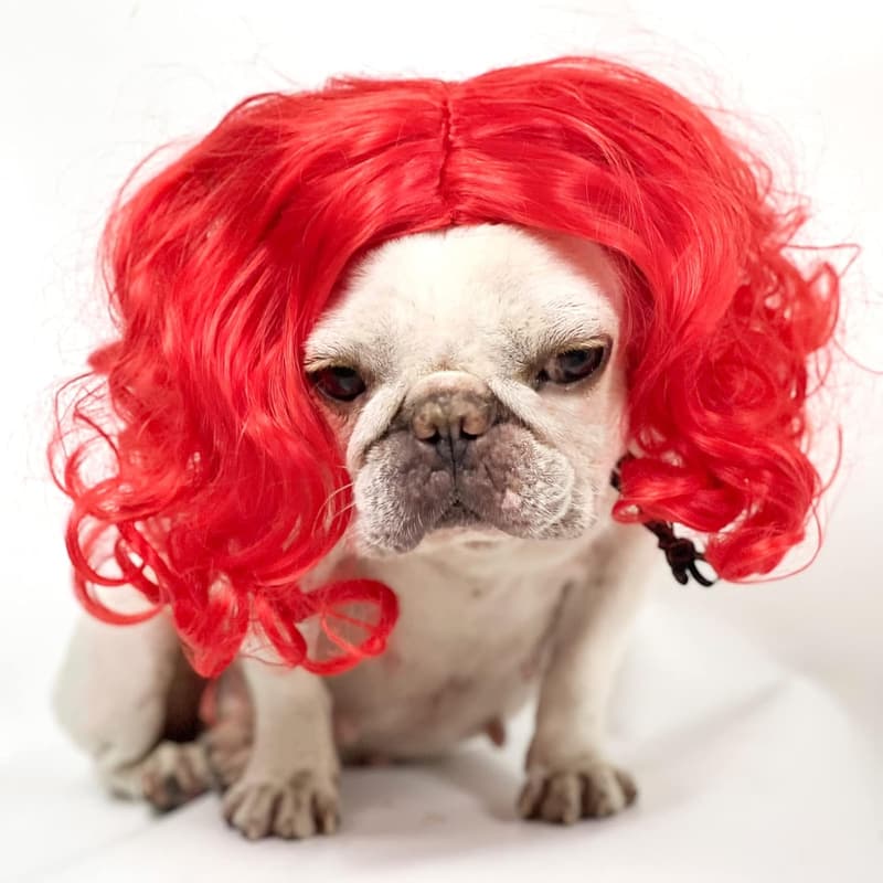 Halloween Pet Cosplay Wig for Dogs and Cats - Wine Red