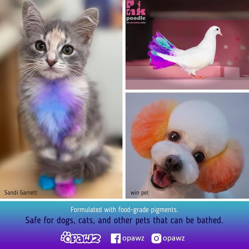 Non-Toxic Semi-Permanent Pet Hair Dye - Shocking Pink