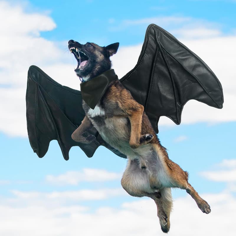 Halloween Bat Wing Costume for Dogs, Black, Size M
