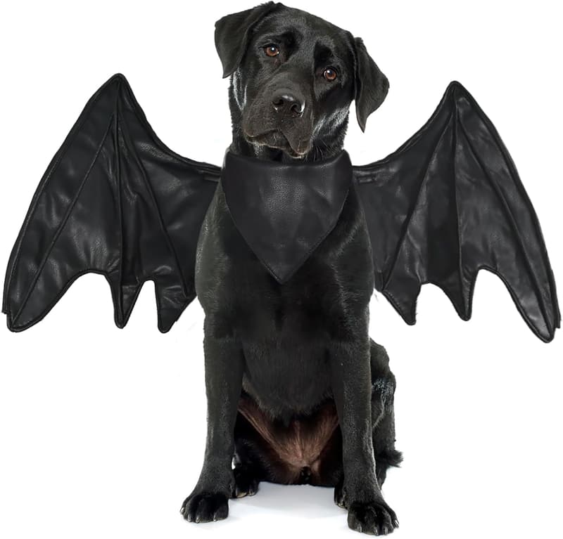 Halloween Bat Wing Costume for Dogs, Black, Size M