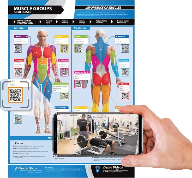 Muscle Groups Workout Poster - Extra Large Laminated Fitness Chart