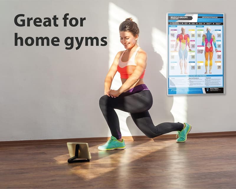 Muscle Groups Workout Poster - Extra Large Laminated Fitness Chart