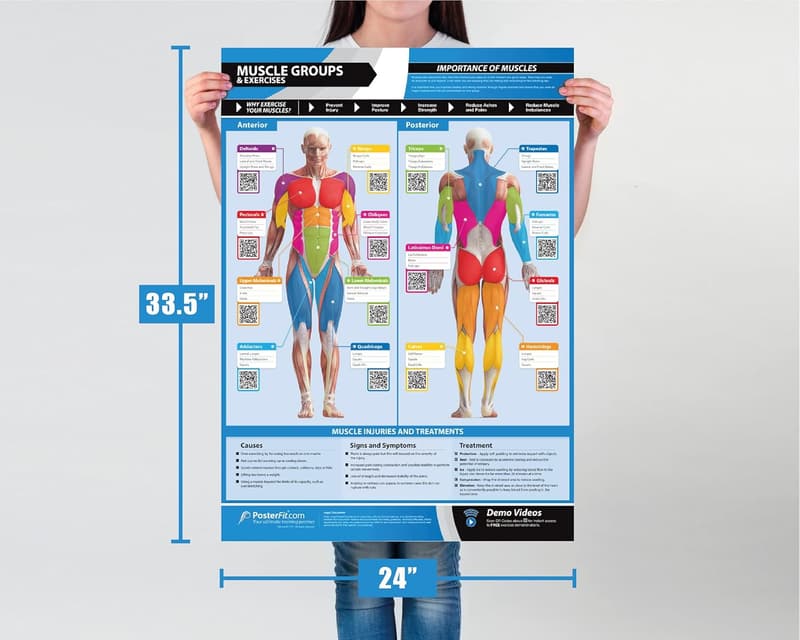 Muscle Groups Workout Poster - Extra Large Laminated Fitness Chart