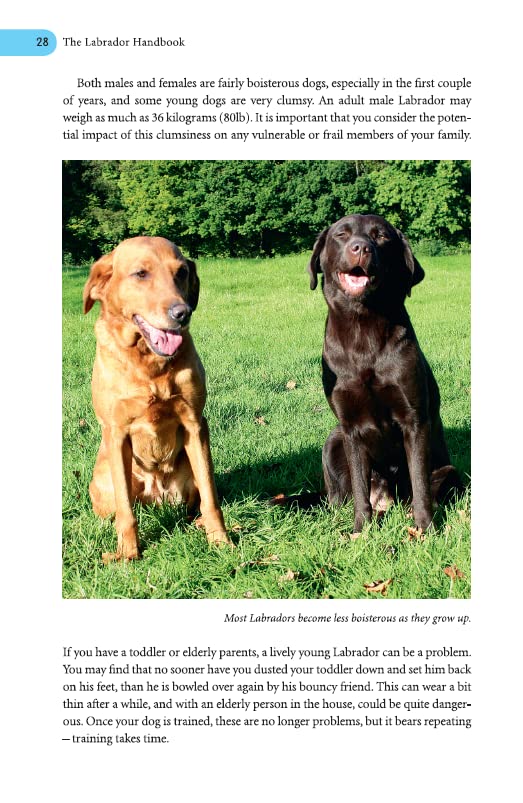 Labrador Care & Training Handbook: Your Complete Guide