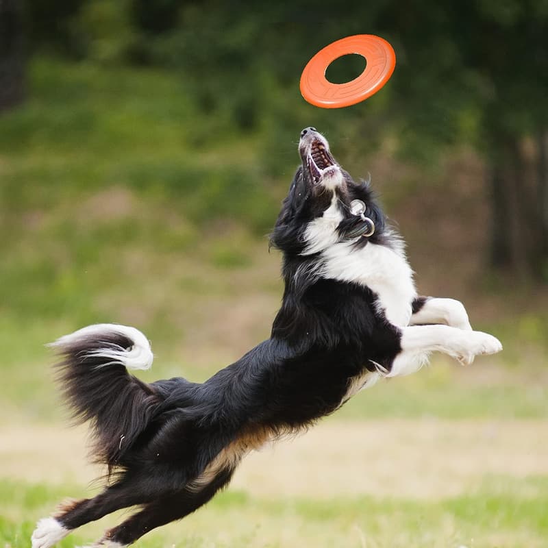 Nerf Dog Atomic Flyer 10-Inch Fetch Disc for Medium to Large Dogs