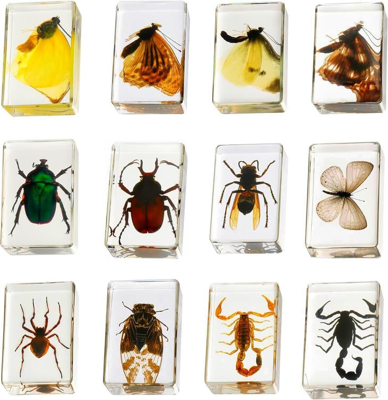 Insect Specimen Set in Resin – 12 Educational Bugs for Kids
