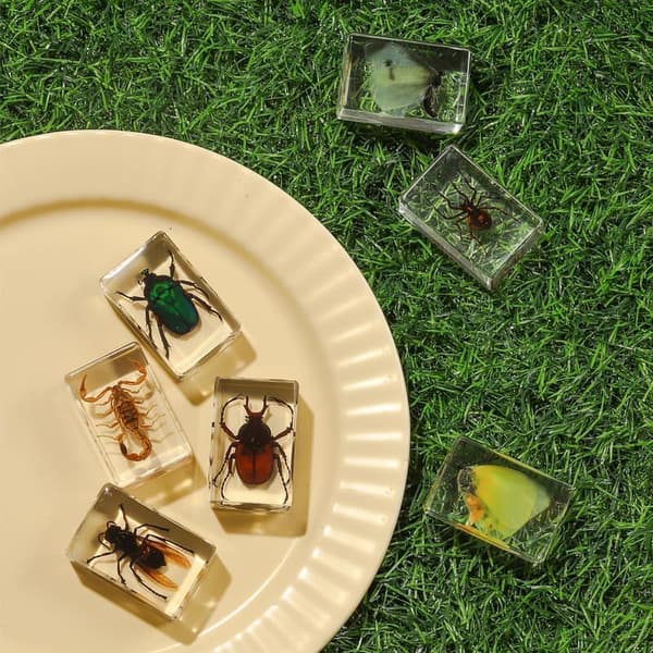 Insect Specimen Set in Resin – 12 Educational Bugs for Kids