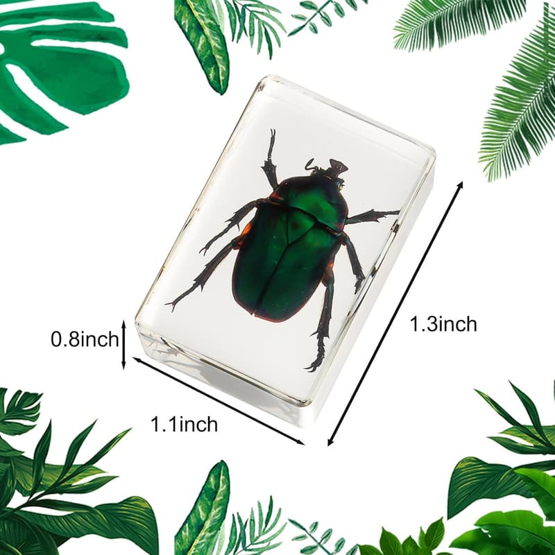 Insect Specimen Set in Resin – 12 Educational Bugs for Kids