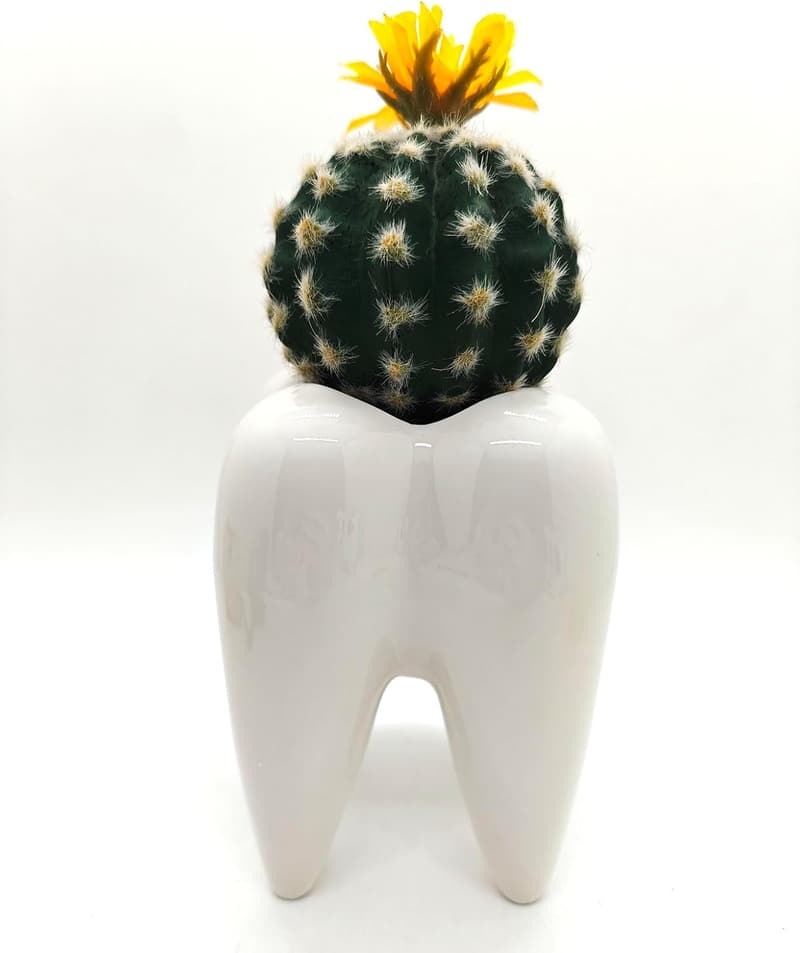Ceramic Tooth-Shaped Succulent Planter for Home or Office
