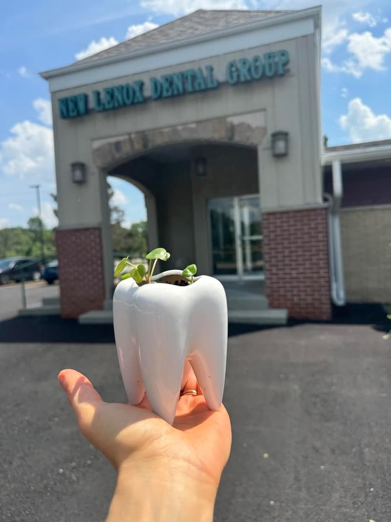 Ceramic Tooth-Shaped Succulent Planter for Home or Office