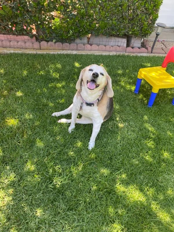 Healing Wisdom for Anyone Who Has Lost a Pet