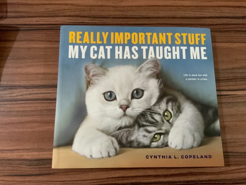 Life Lessons from My Cat: Wisdom for Pet Lovers