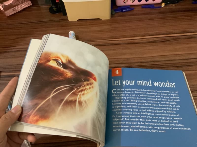 Life Lessons from My Cat: Wisdom for Pet Lovers