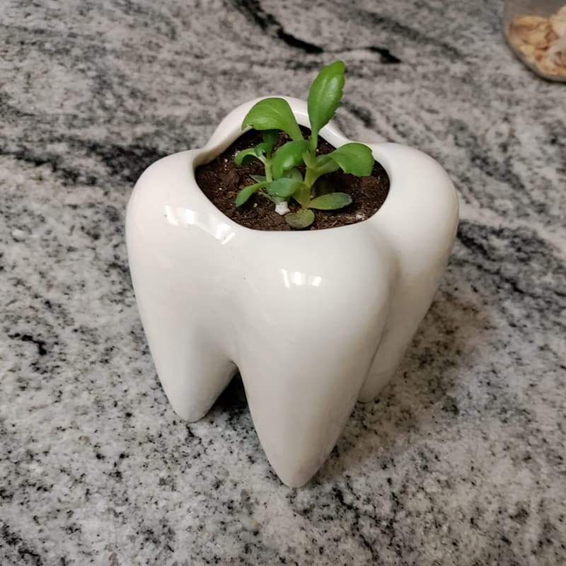 Ceramic Tooth-Shaped Succulent Planter for Home or Office