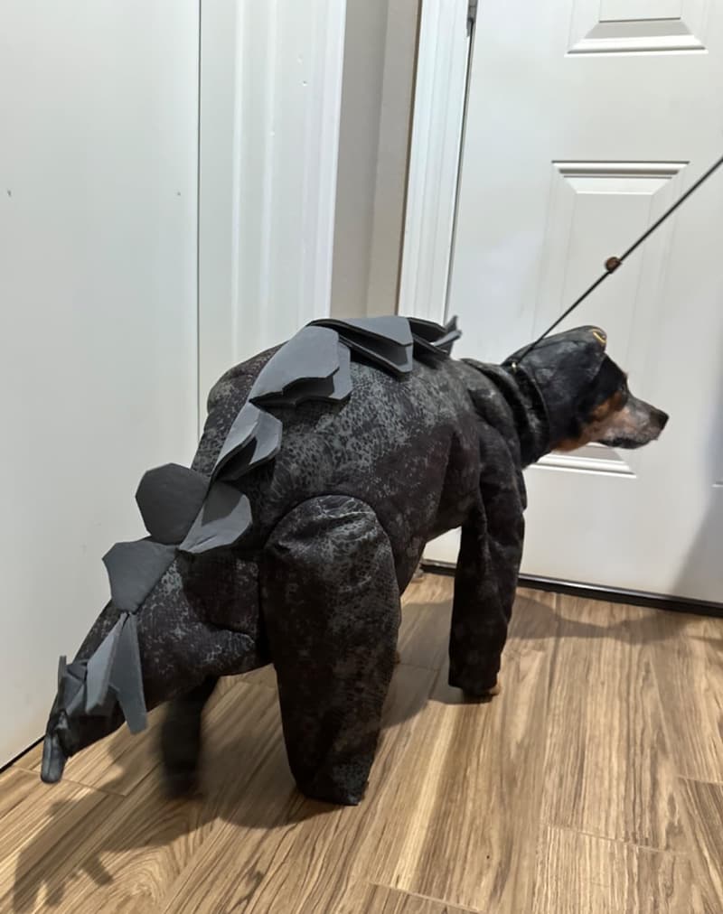 Stegosaurus Dog Costume for Adults - Dark Green, Medium
