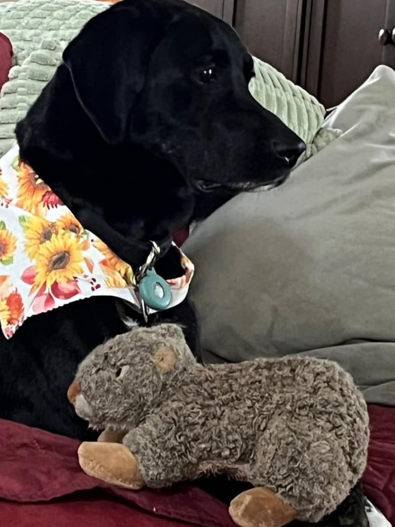 Nuts Squirrel Plush Dog Toy