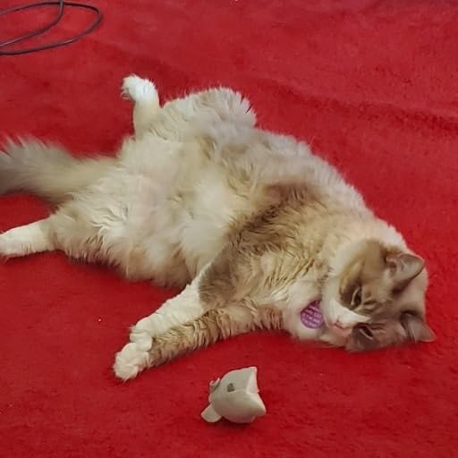 Mini Cat Toys Set (3 Pack)