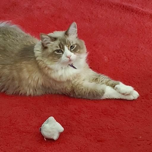 Mini Cat Toys Set (3 Pack)