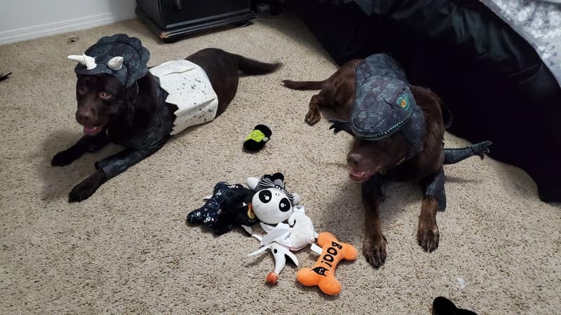 Large Dinosaur Dog Costume